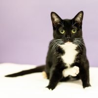 shelter female cat texas