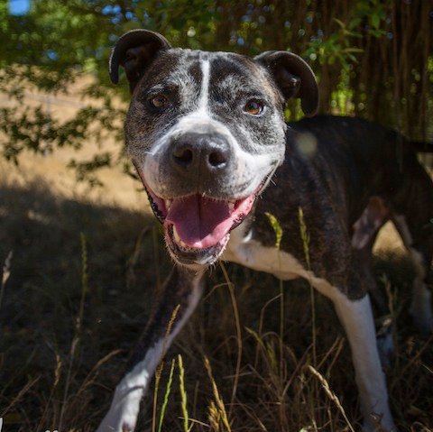 Handsome Senior Pitbull needs home!